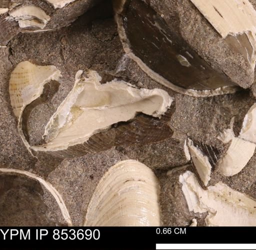 Limopsis? striatopunctatus