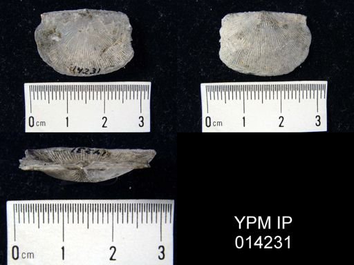 Devonochonetes coronatus