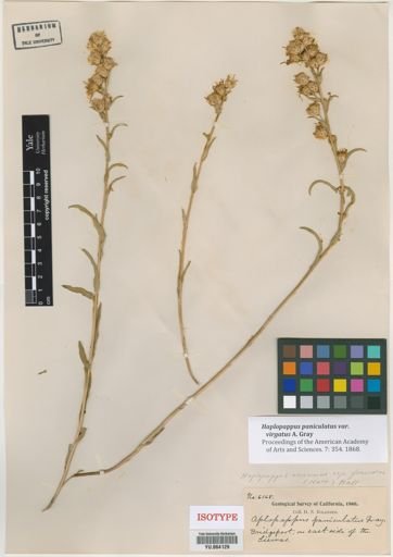 Haplopappus paniculatus