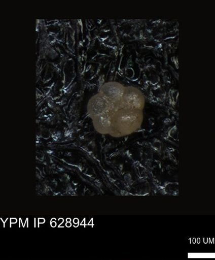 undet. Foraminiferida