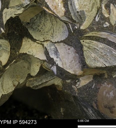 Protocardia sp.