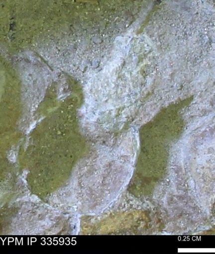 undet. Ammonoidea