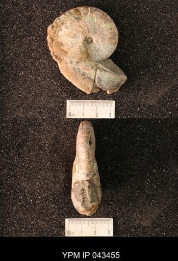 Hoploscaphites nicolletii