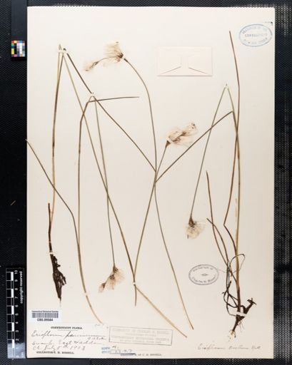 Eriophorum gracile