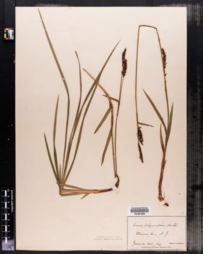 Carex polymorpha