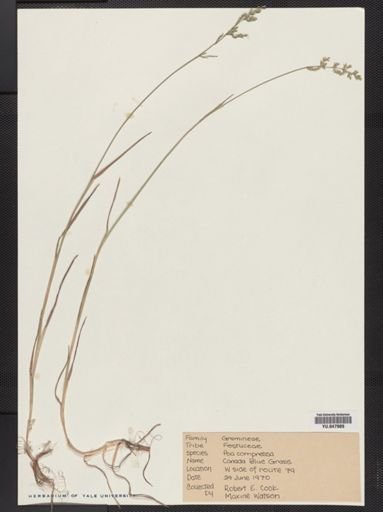 Poa compressa