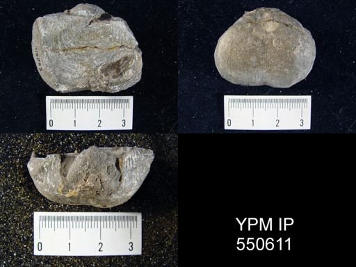 Linoproductus sp.