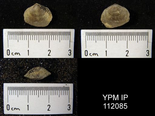 undet. Orthida