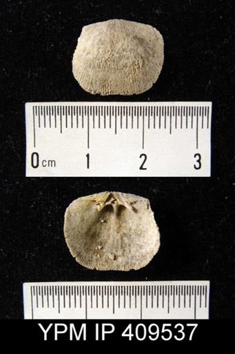 Doleroides sp.