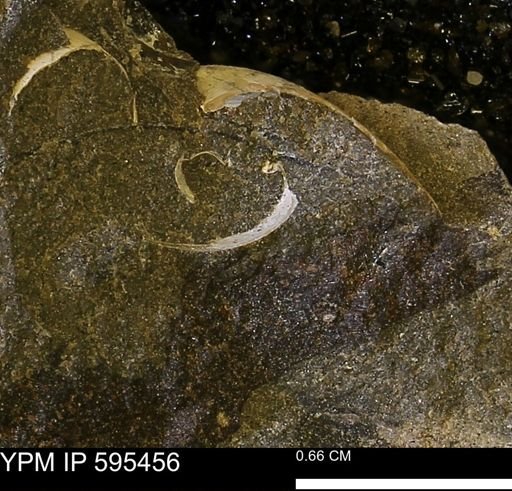 Protocardia sp.