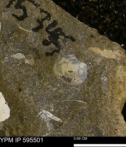 Protocardia sp.