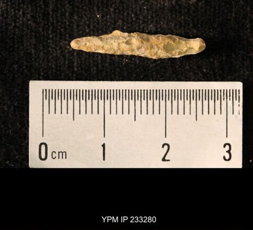 Archaeocidaris sp.