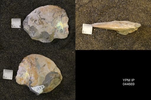 Sphenodiscus lenticularis