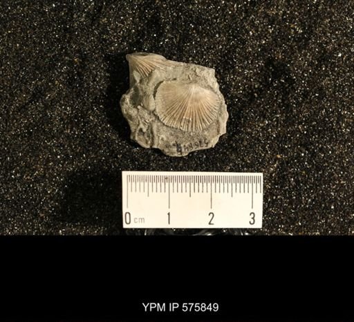 Dinorthis subquadrata
