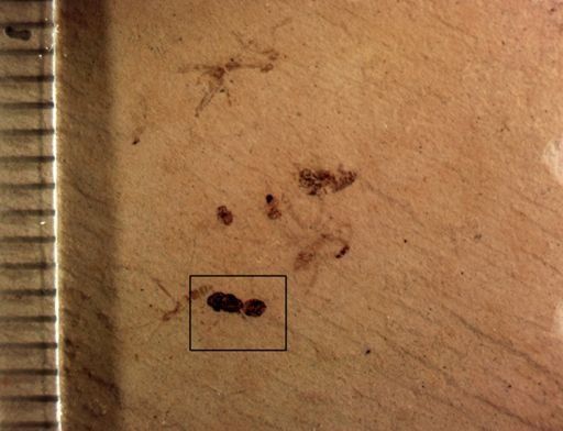undet. Hymenoptera