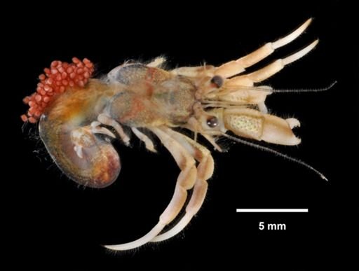 Pagurus acadianus
