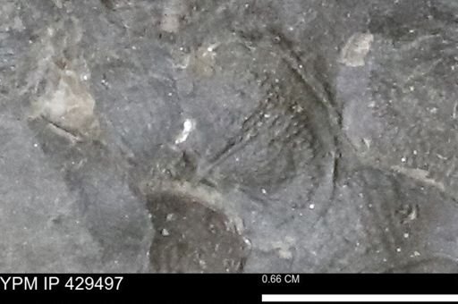 Devonochonetes sp.