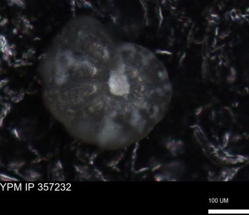 undet. Foraminiferida