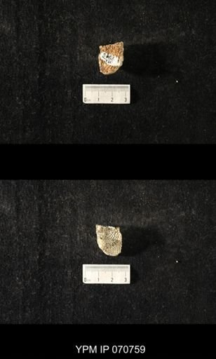 Favosites sp.