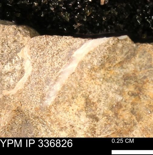 undet. Mollusca