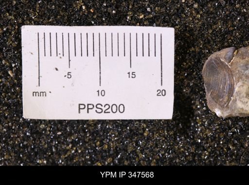 Limopsis striatopunctatus
