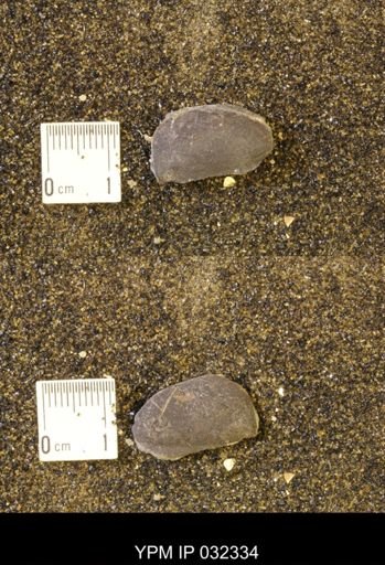 undet. Scaphitidae
