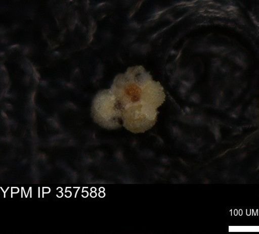 undet. Rugoglobigerinidae