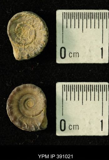 Amphiscapha subrugosa