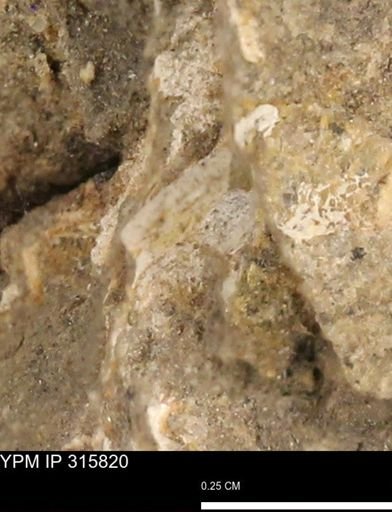 undet. Mollusca