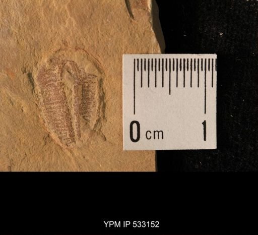 Elrathia kingi