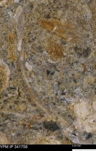 Scaphites sp.