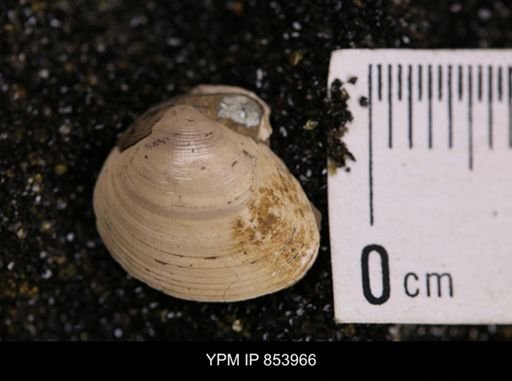 Limopsis striatopunctatus