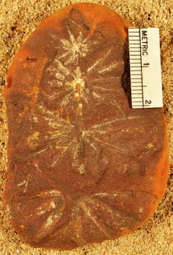 Annularia