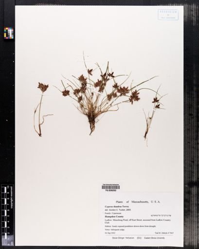 Carex diandra