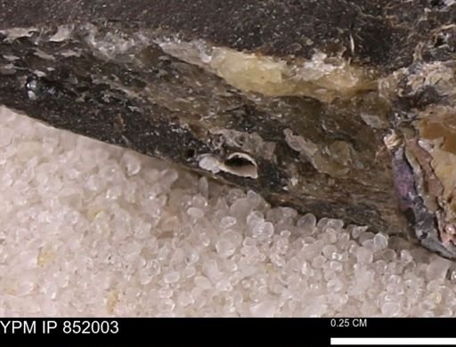 undet. Foraminifera