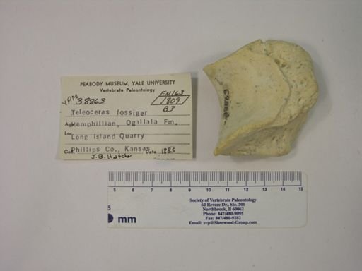 Teleoceras fossiger