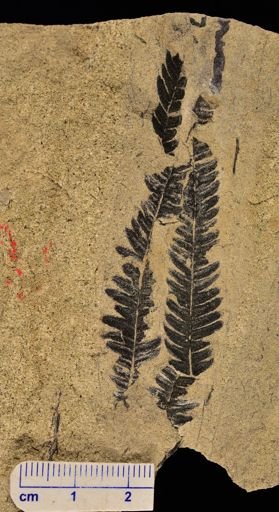 Calcaropteris boeselii