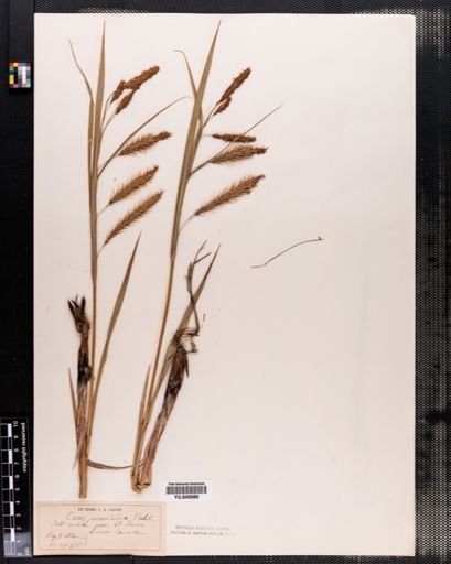 Carex