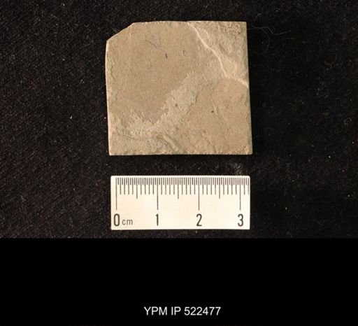 undet. Hexapoda