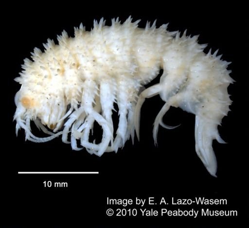 Echiniphimedia hodgsoni