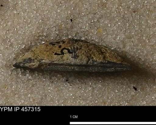 Stropheodonta erratica fissicosta