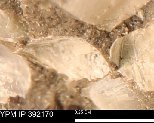 Protocardia sp.