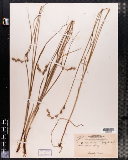 Carex silicea
