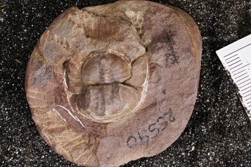Euproops danae