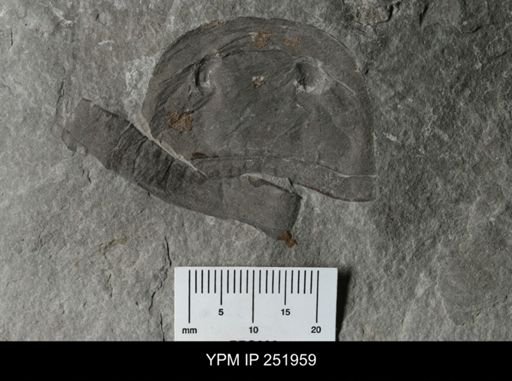 Eurypterus sp.