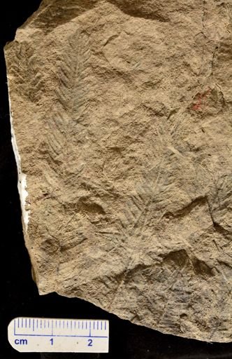 Calcaropteris boeselii