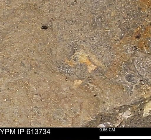 Scaphites sp.