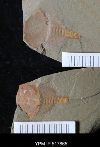 undet. Xiphosurida