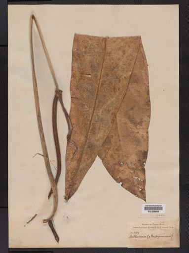 Anthurium