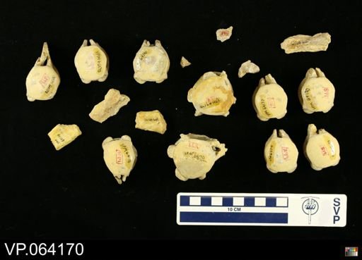 undet. Mosasauridae